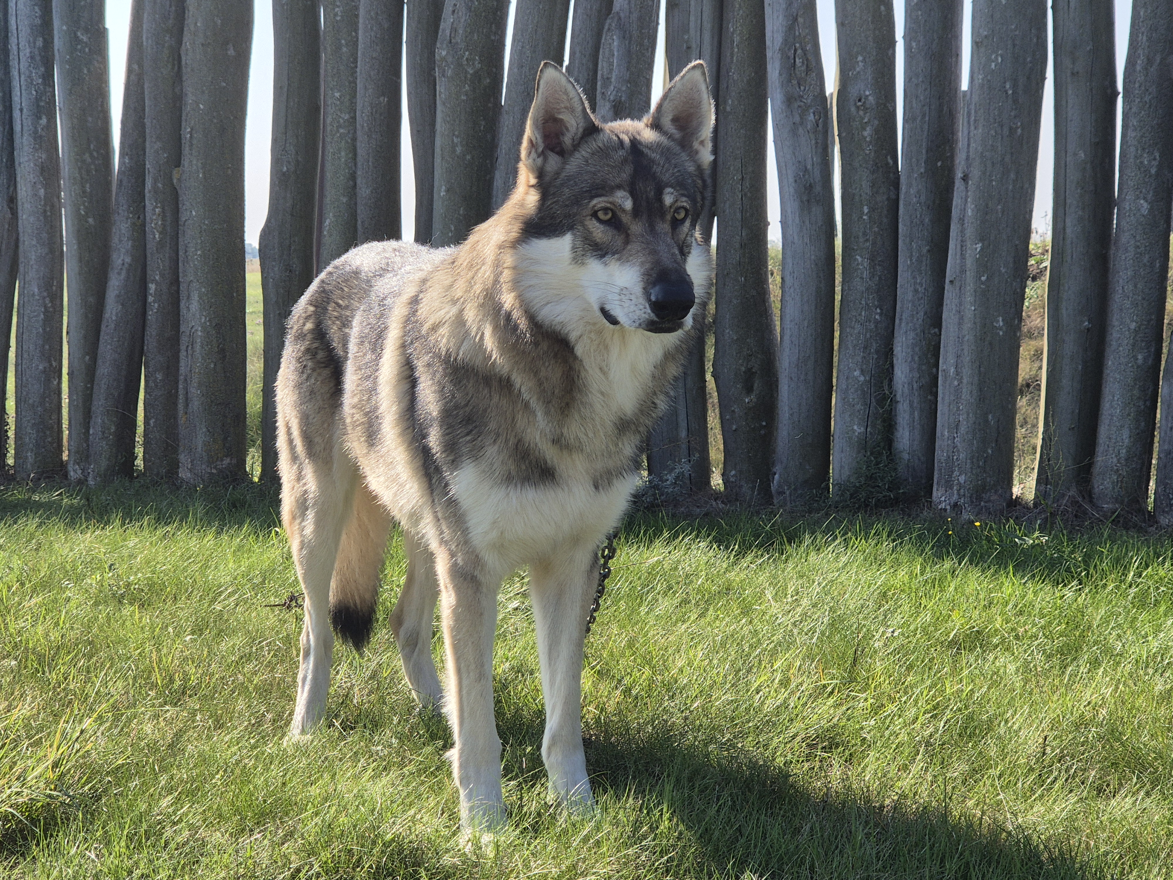 Ein Wolfshund steht vor den Palisaden des Ringheiligtums.